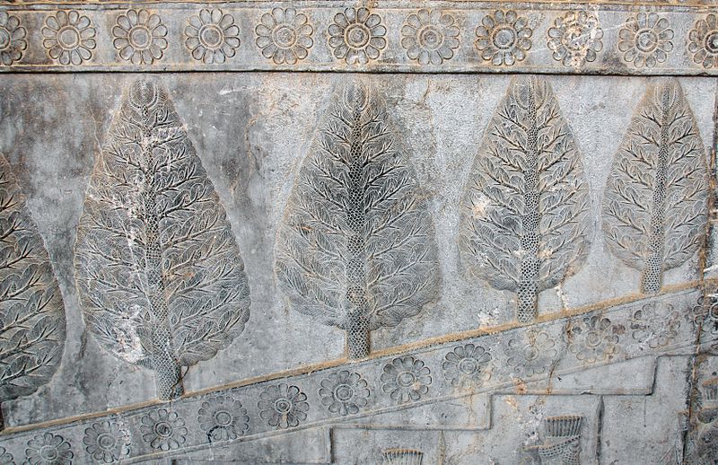 سرو ابرکوه