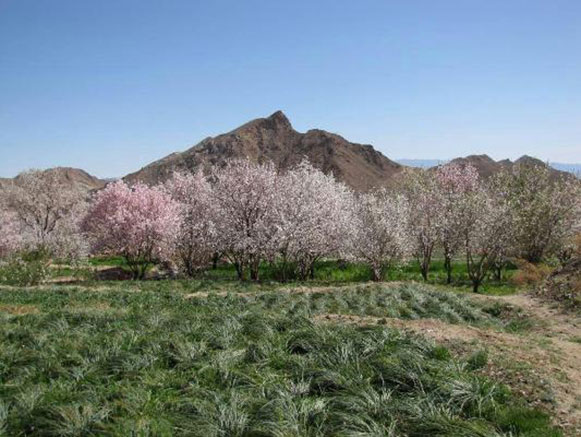 روستای باجگان بافق