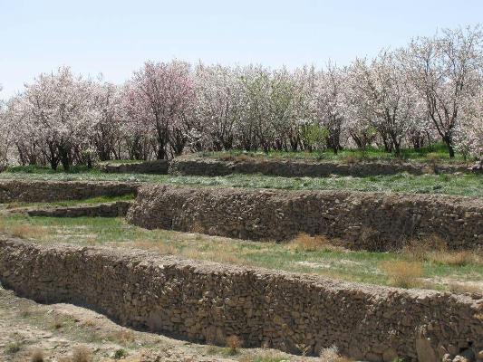 روستای باجگان بافق
