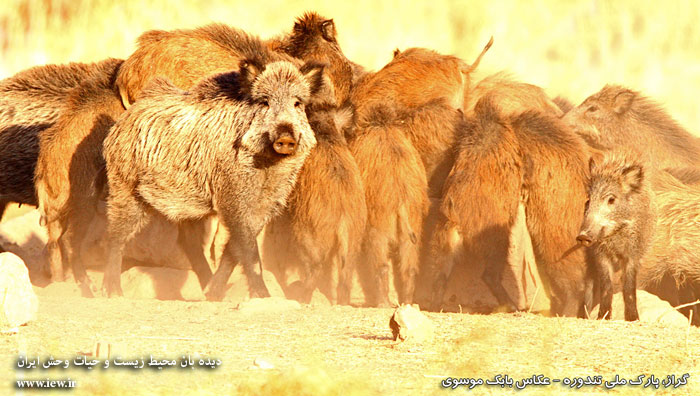 پارک ملی تندوره