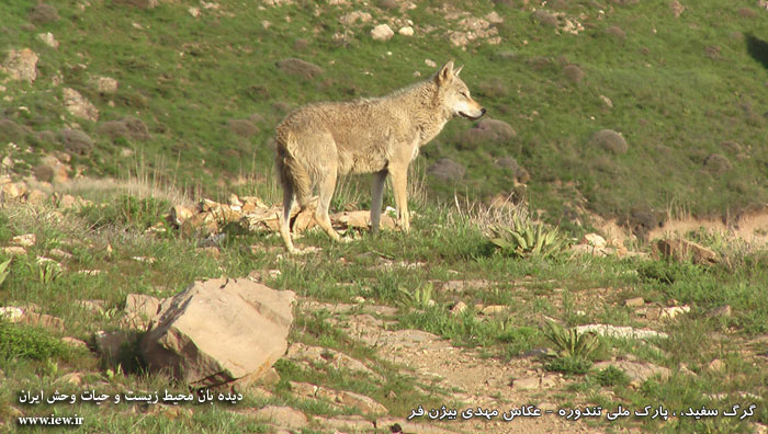 پارک ملی تندوره