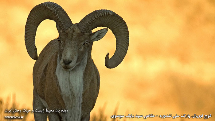 پارک ملی تندوره