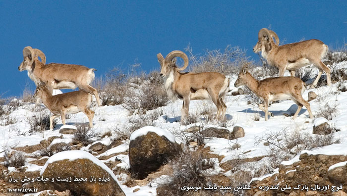 پارک ملی تندوره