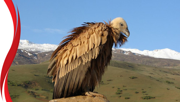 منطقه حفاظت شده سفید کوه لرستان