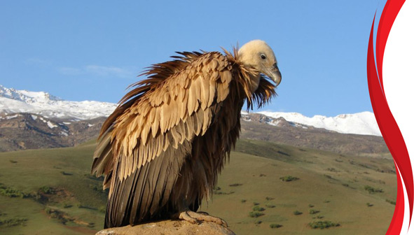 منطقه حفاظت شده سفید کوه لرستان