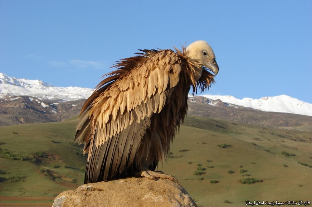 منطقه حفاظت شده سفید کوه لرستان