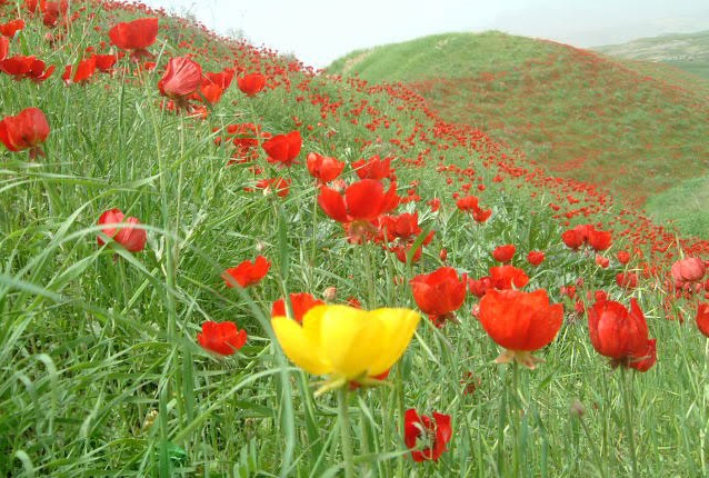 آبشار طوف خیمه سوق