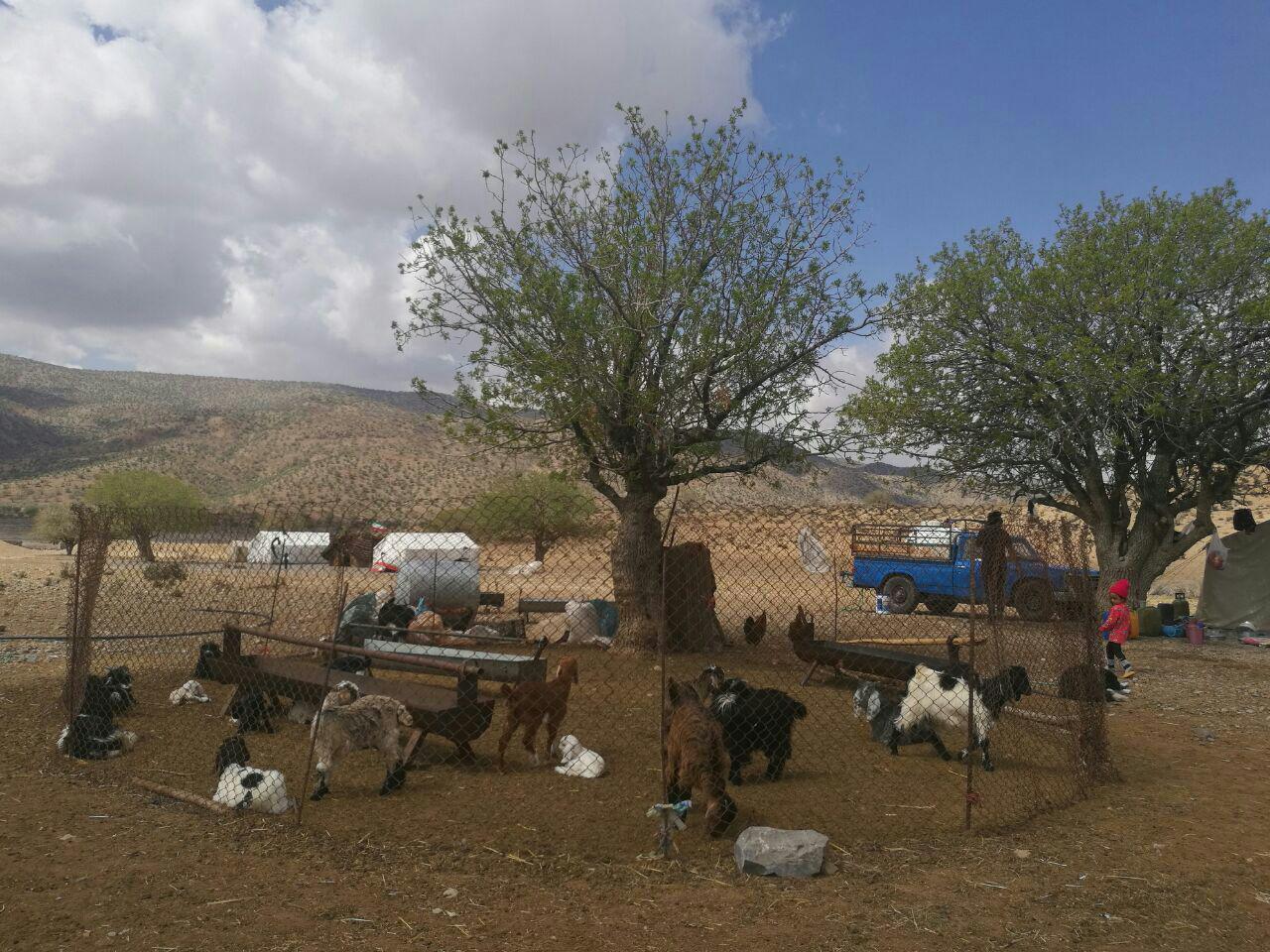 اقامتگاه عشایری عمو قدرت در پاسارگاد
