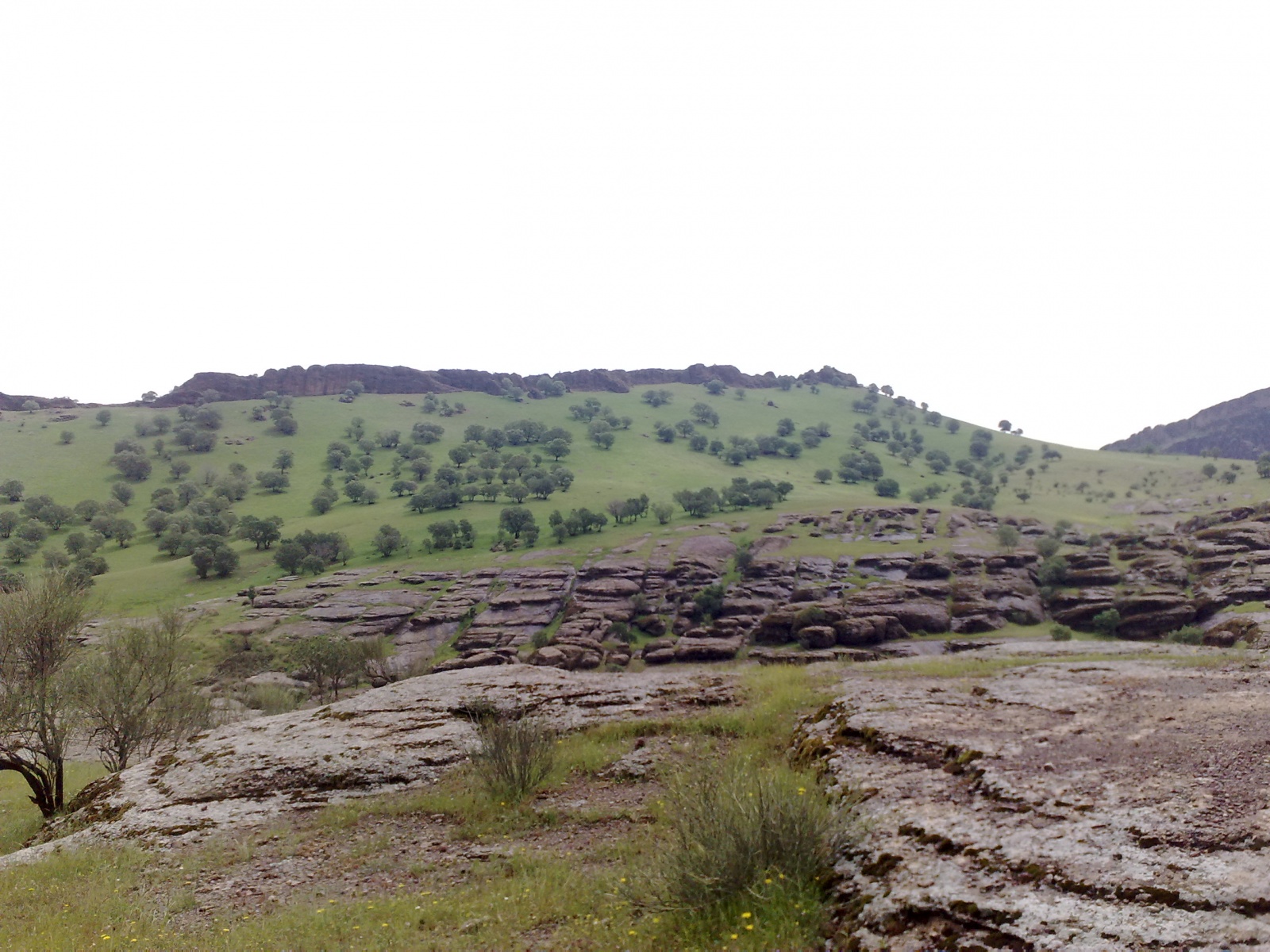 مخمل کوه لرستان