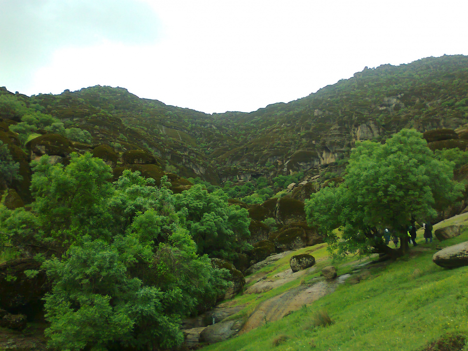 مخمل کوه لرستان