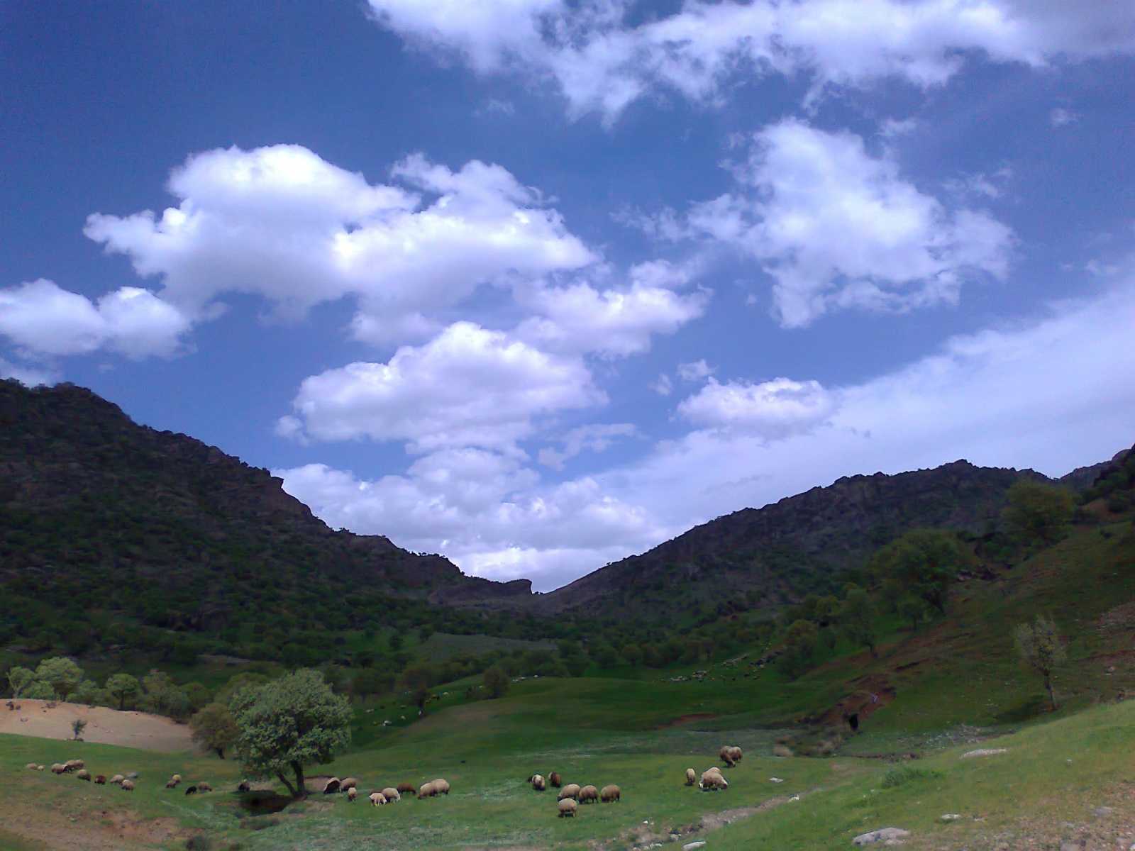 مخمل کوه لرستان