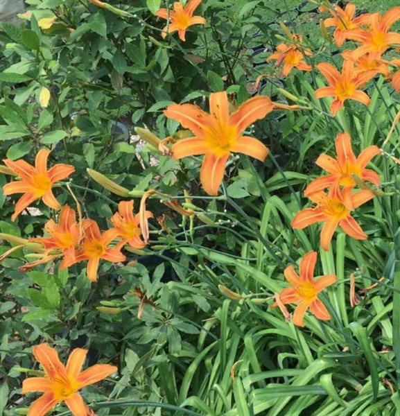 مخمل کوه لرستان