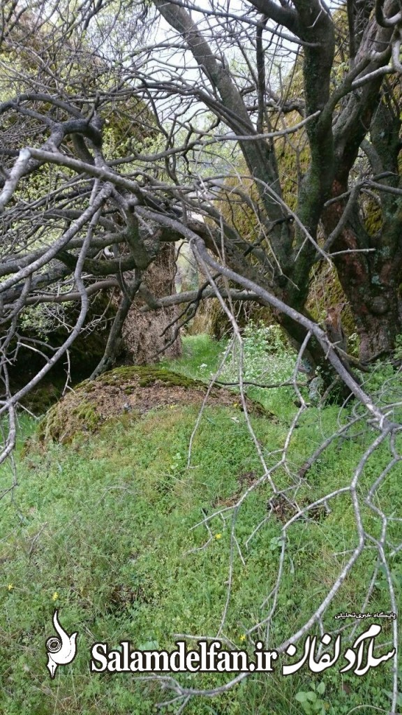 مهراب کوه دلفان