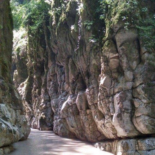 تنگ دار نوشهر