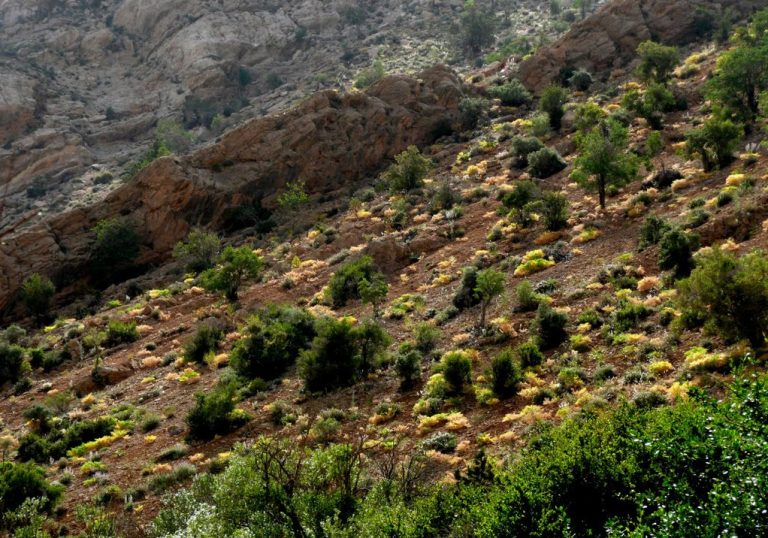 تنگ گمبیل سپیدان
