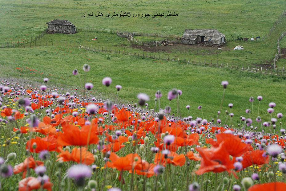 ناوان تالش