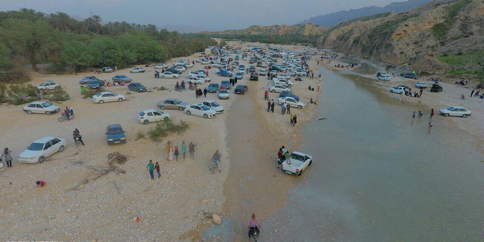 جنگل گلوبردکان