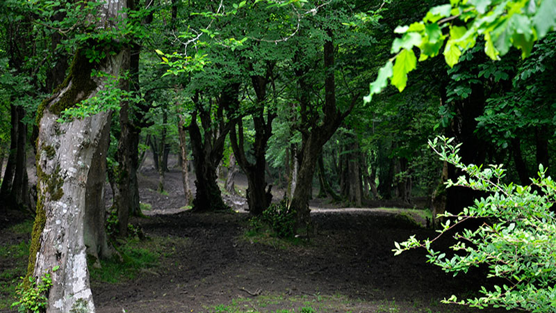 بلیران