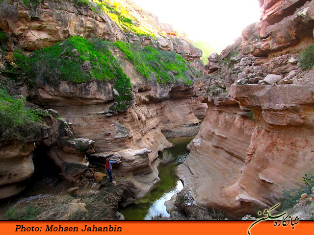 چشنه بیدو شبانکاره