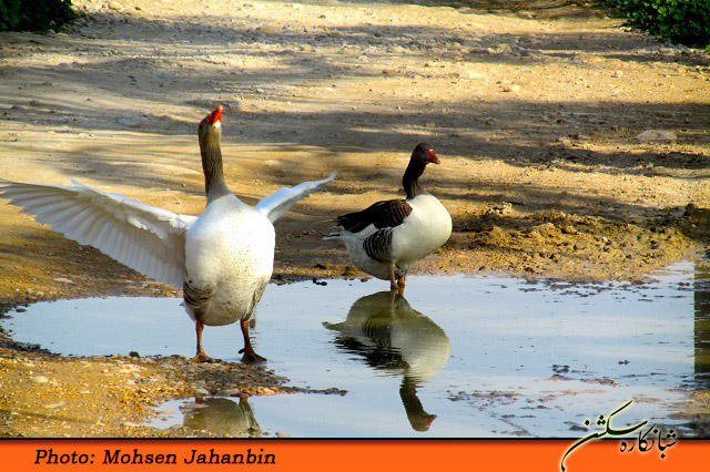 چشنه بیدو شبانکاره