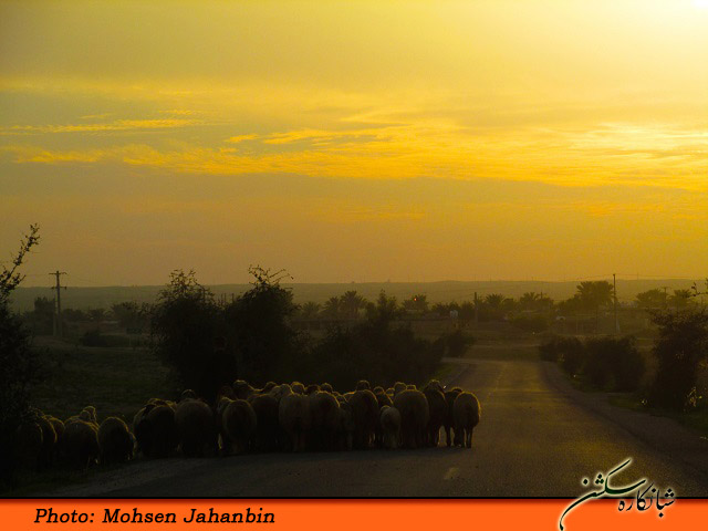 چشنه بیدو شبانکاره