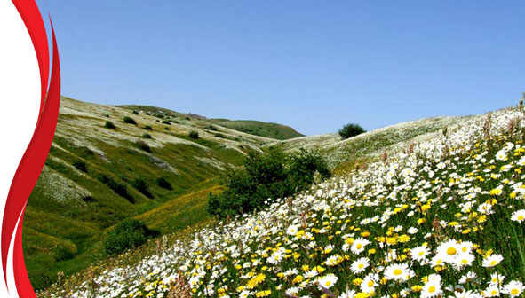 جنگل فندقلو نمین