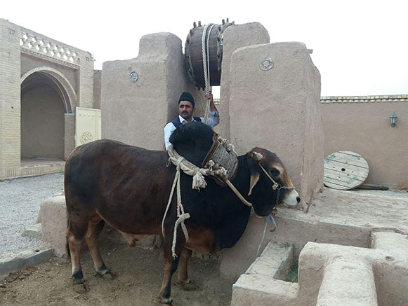 چاه گاو ورزنه