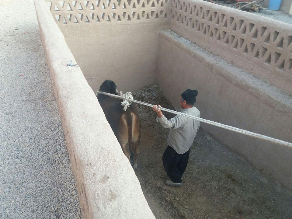 چاه گاو ورزنه