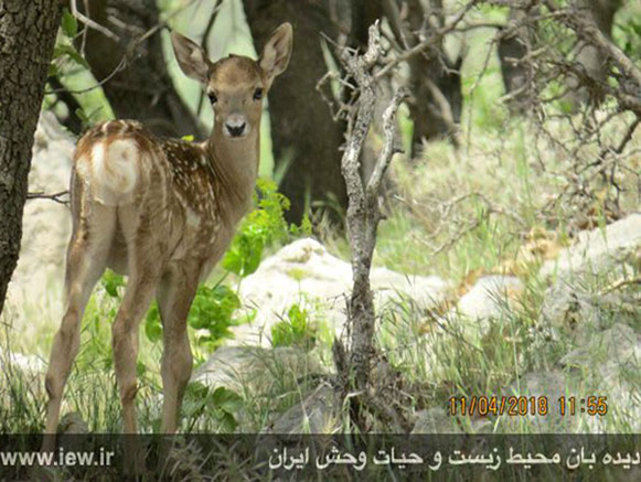 میان کتل فارس