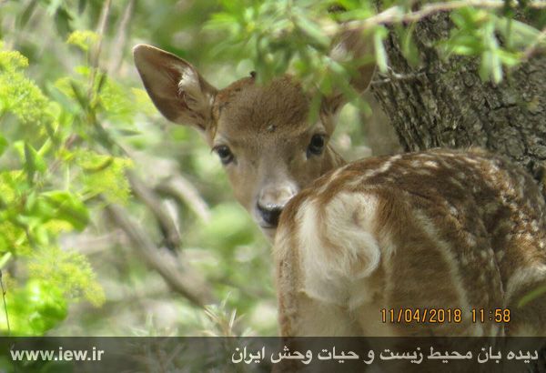 میان کتل فارس