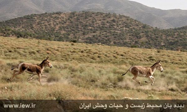 پارک ملی خبر منطقه‌ای حفاظت‌شده در کرمان 