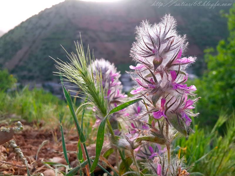 روستای ساتیاری پاوه