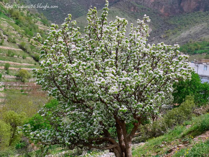روستای ساتیاری پاوه