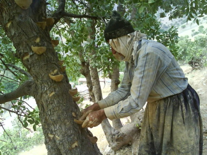 روستای ساتیاری پاوه