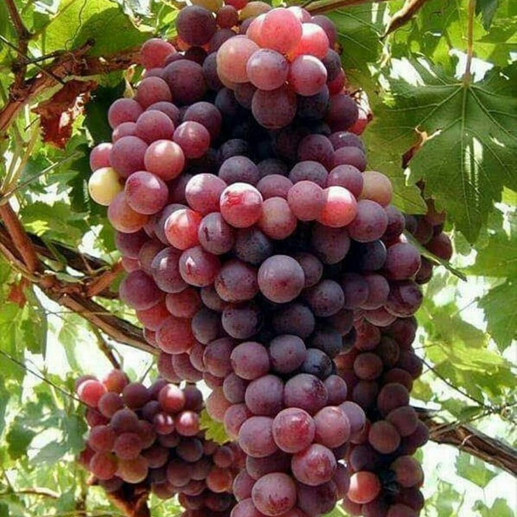 روستای دولاب کردستان