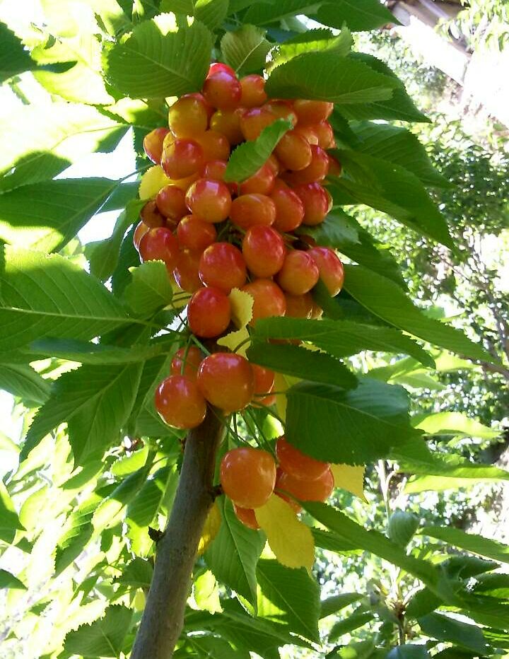 روستای دولاب کردستان