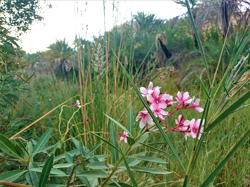 روستای بناب هرمزگان