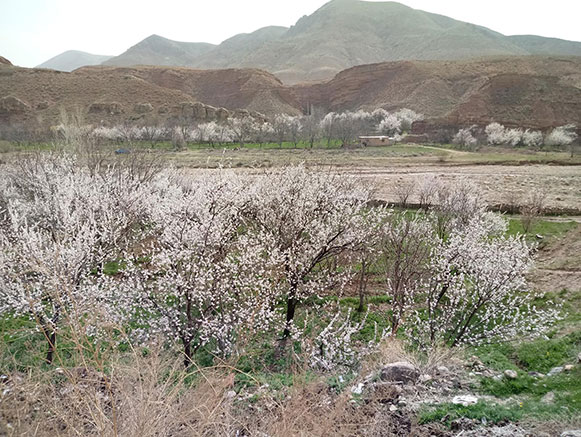 ماهار زنوز