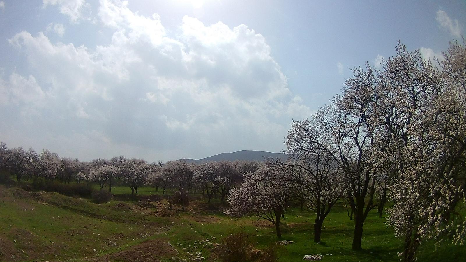 ماهار زنوز