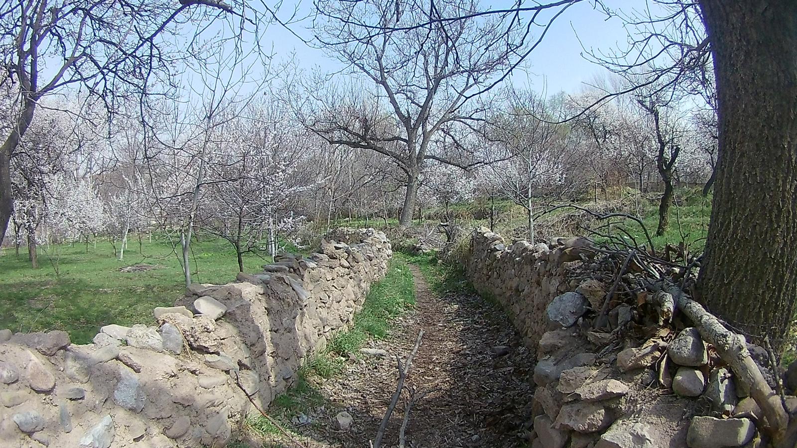 ماهار زنوز