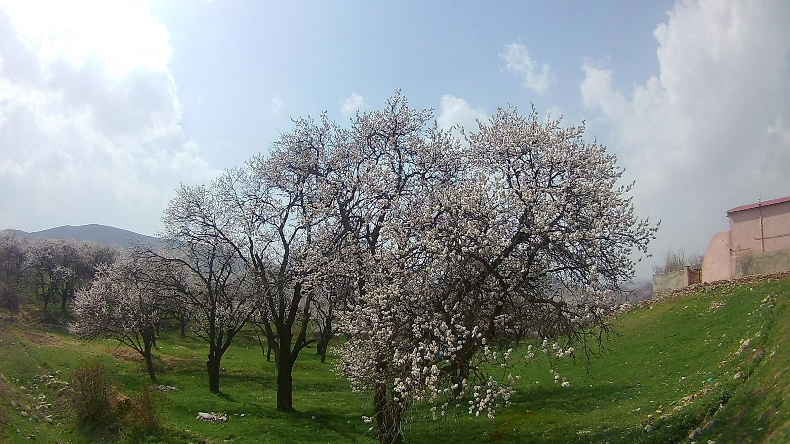 ماهار زنوز