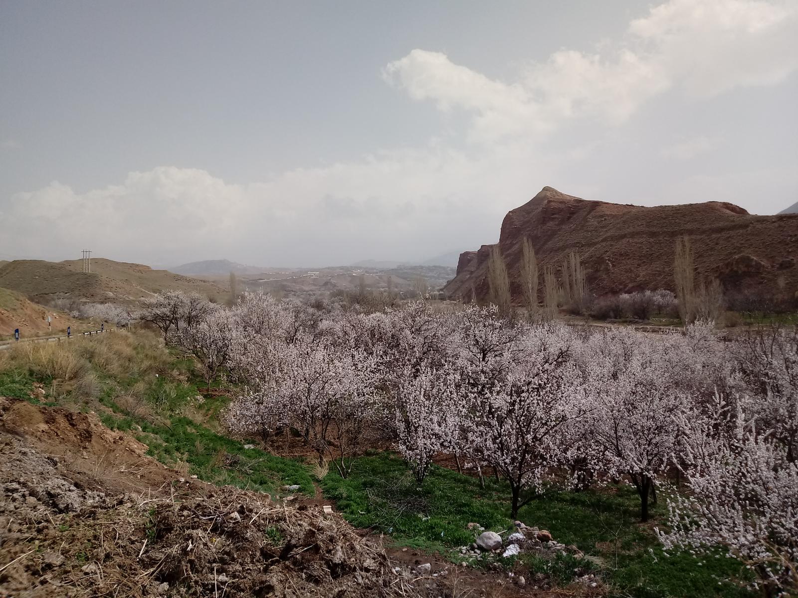 ماهار زنوز