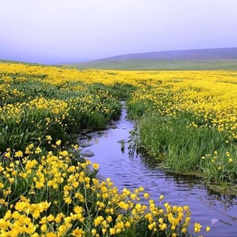 ماهار زنوز