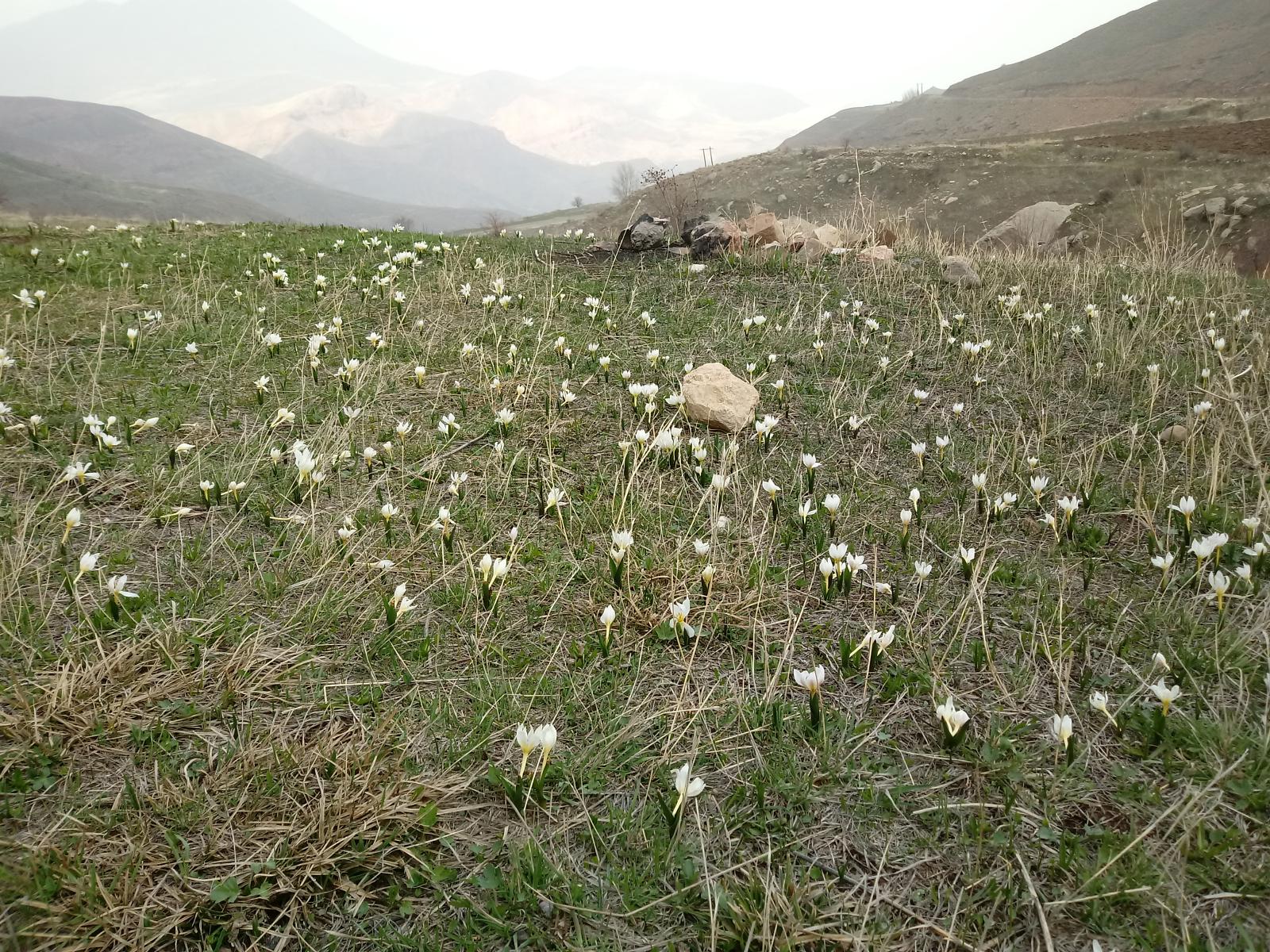 ماهار زنوز