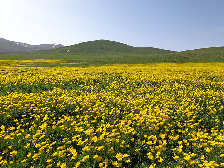 ماهار زنوز