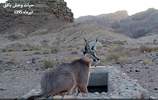 منطقه حفاظت شده کوه بافق