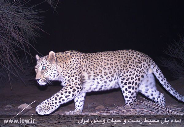 منطقه حفاظت شده کوه بافق