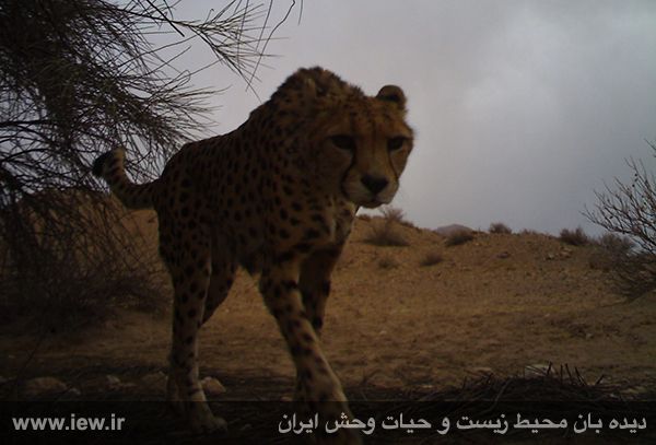 منطقه حفاظت شده کوه بافق