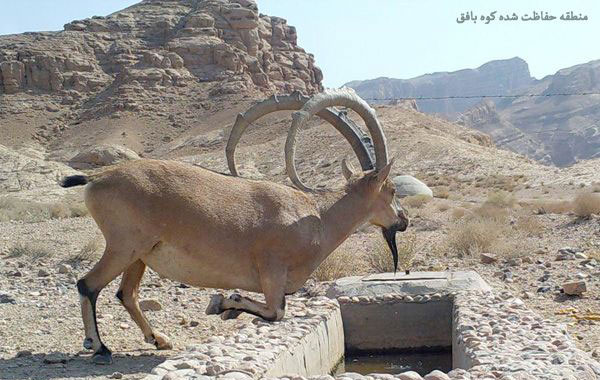منطقه حفاظت شده کوه بافق