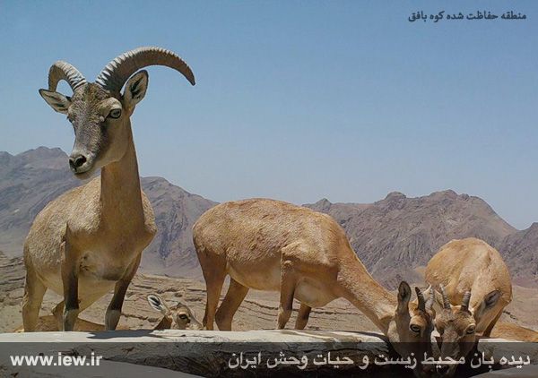 منطقه حفاظت شده کوه بافق